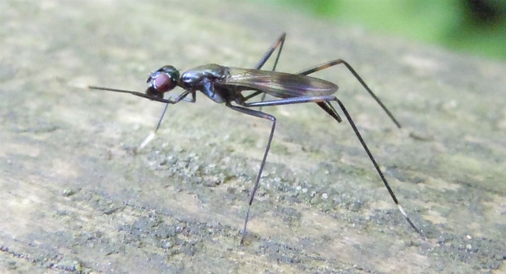 Rainiera calceata?